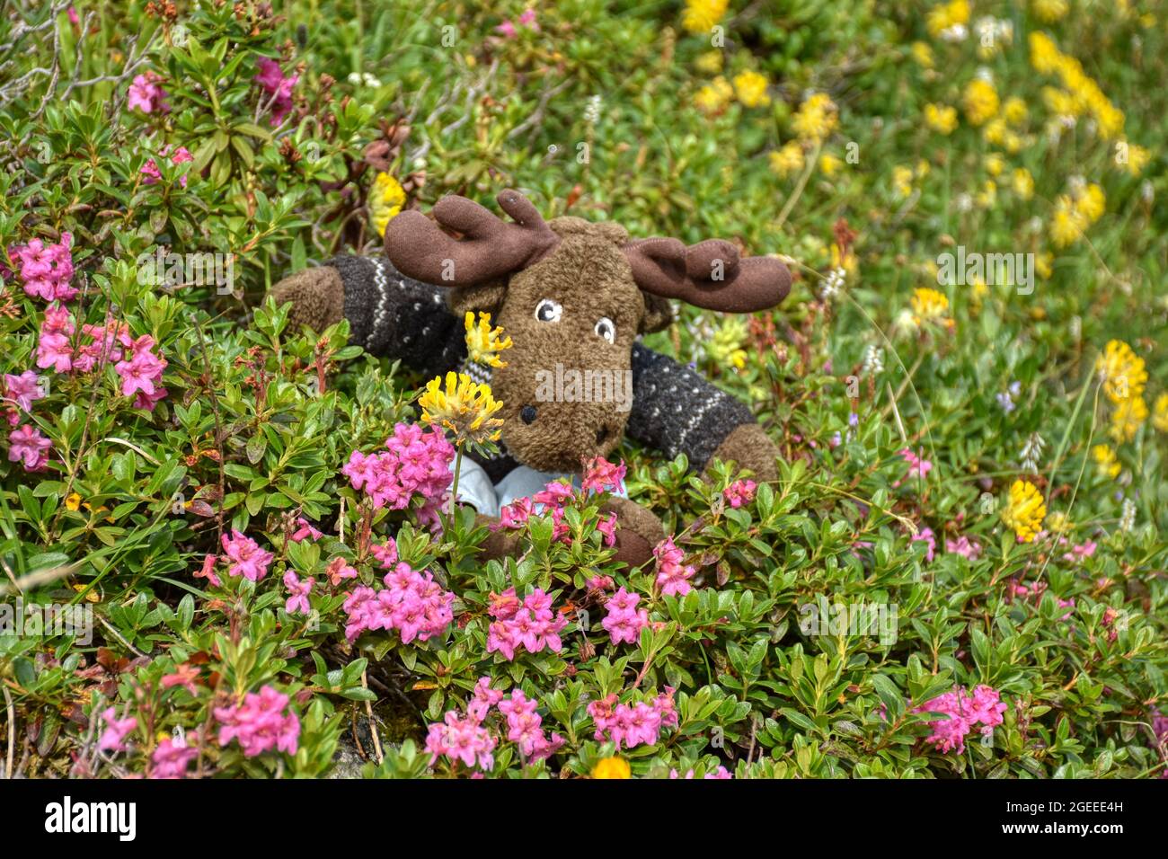 Almenrausch, Steinrose, Almrausch, Elch, Stofftier, wild, Kuscheltier, Geweh, gefährlich, Blumenwiese, Imposant, Blume, Blüte, Alpenrose, Be Stockfoto