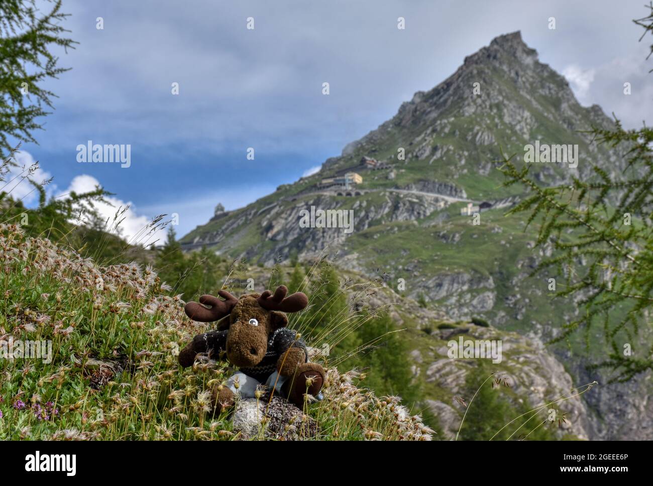 Almenrausch, Steinrose, Almrausch, Elch, Stofftier, wild, Kuscheltier, Geweh, gefährlich, Blumenwiese, Imposant, Blume, Blüte, Alpenrose, Be Stockfoto