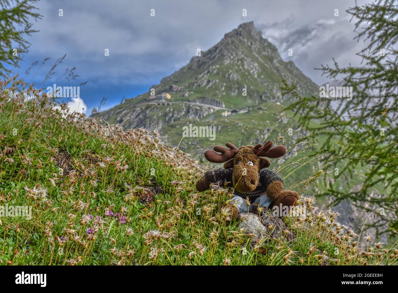 Almenrausch, Steinrose, Almrausch, Elch, Stofftier, wild, Kuscheltier, Geweh, gefährlich, Blumenwiese, Imposant, Blume, Blüte, Alpenrose, Be Stockfoto