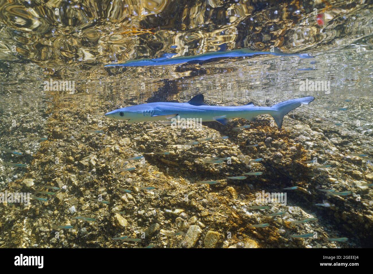 Ein juveniler Blauhai, Prionace glauca, unter Wasser in der Nähe der felsigen Küste, Atlantischer Ozean, Galicien, Spanien Stockfoto