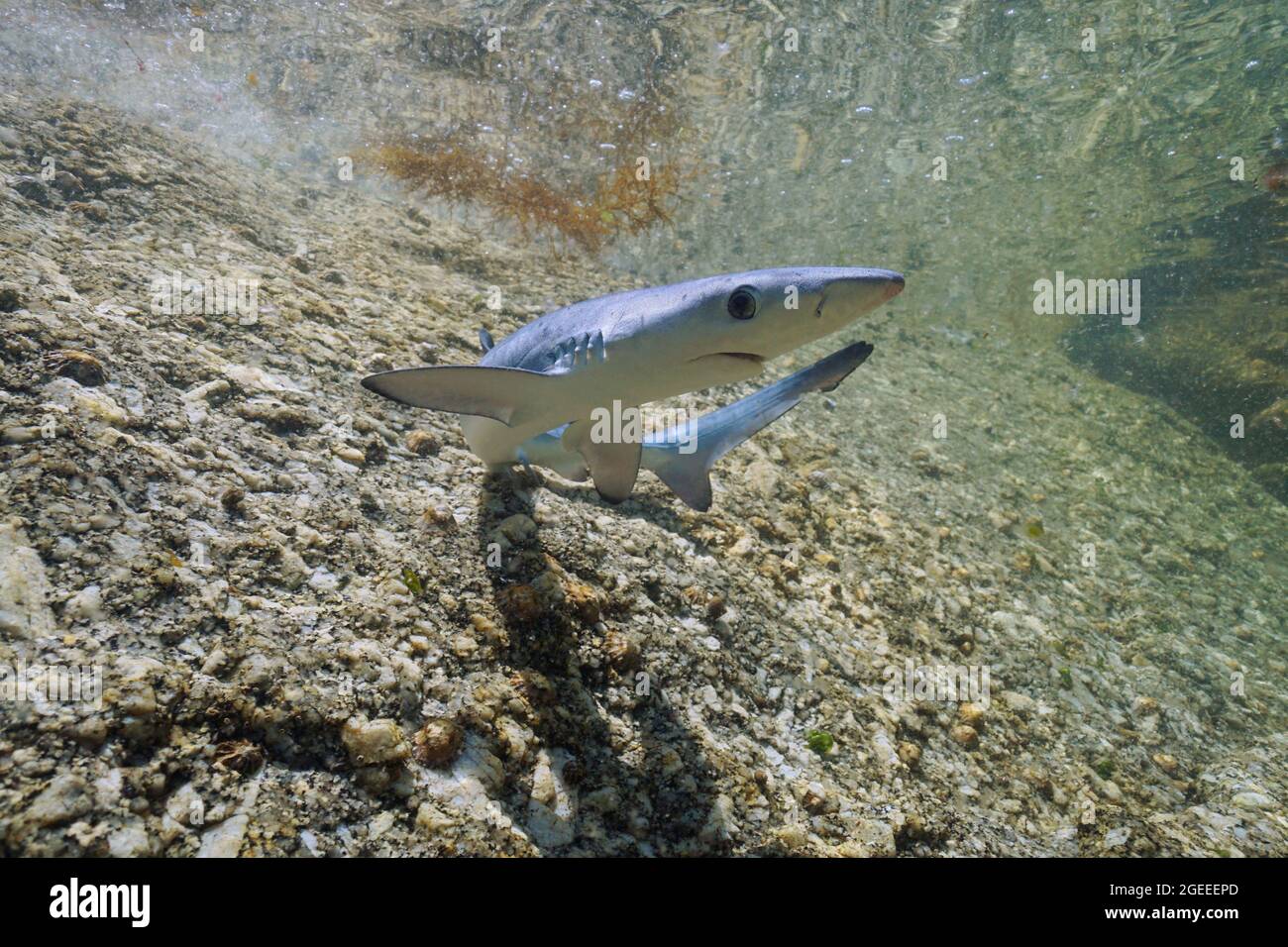 Juveniler Blauhai, Prionace glauca, Unterwasser im seichten Wasser, Atlantik, Galicien, Spanien Stockfoto