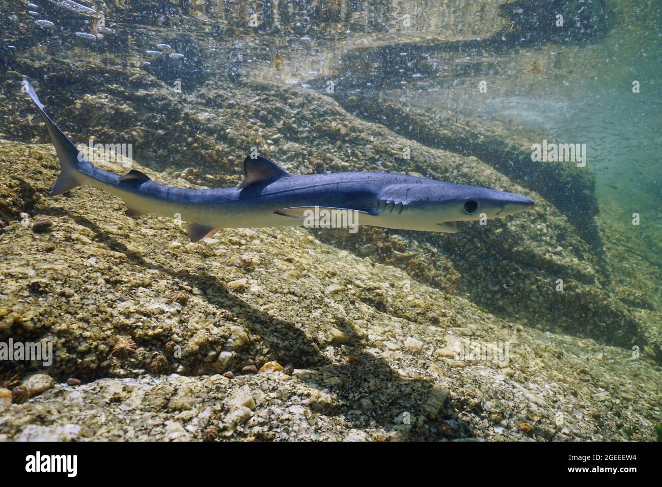 Jungfische Blauhai unter Wasser, Prionace glauca, in flachem Wasser in der Nähe von felsiger Küste, Atlantik, Galizien, Spanien Stockfoto