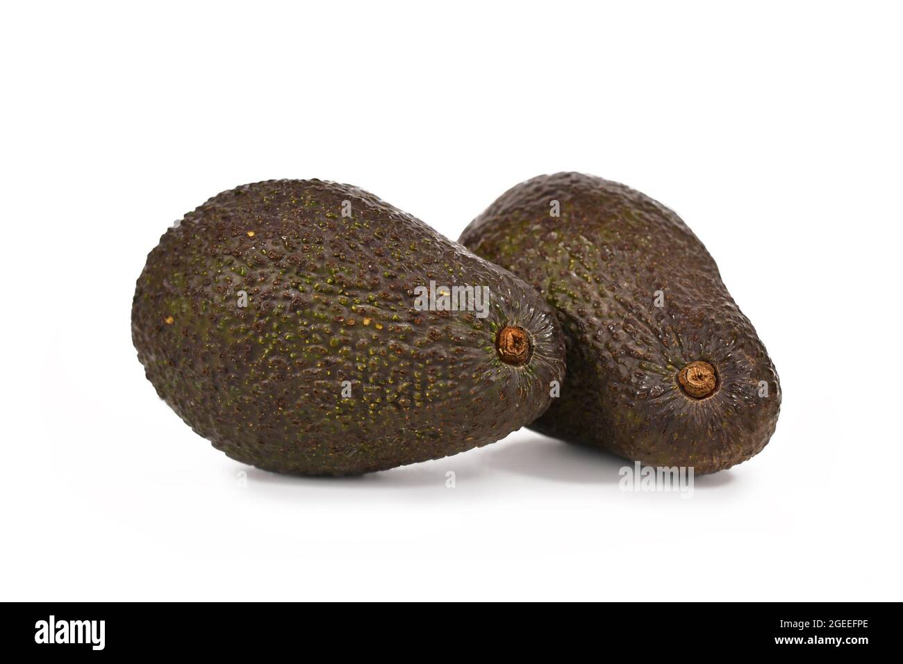 Zwei ganze Hass Avocado, eine Sorte Avocado mit dunkelgrüner, holpriger Haut isoliert auf weißem Hintergrund Stockfoto