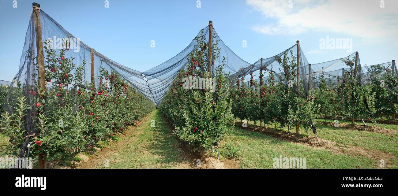 Anti-Hagelnetz-Schutz für Obst. Apfelgarten in Italien Stockfoto