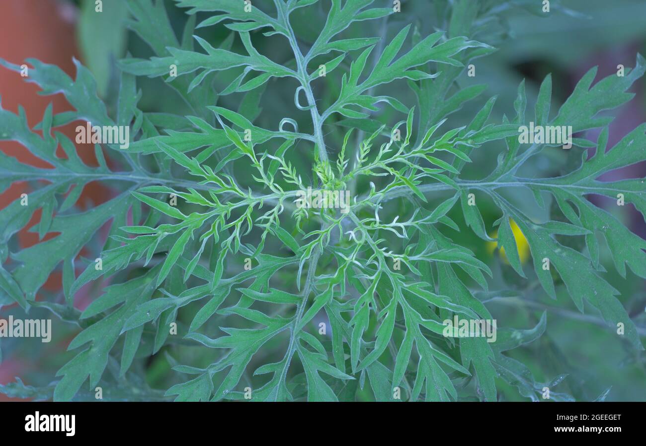 Ambrosia Pflanze close up - gefährliche Allergiepflanze für den Menschen. Konzept Stockfoto