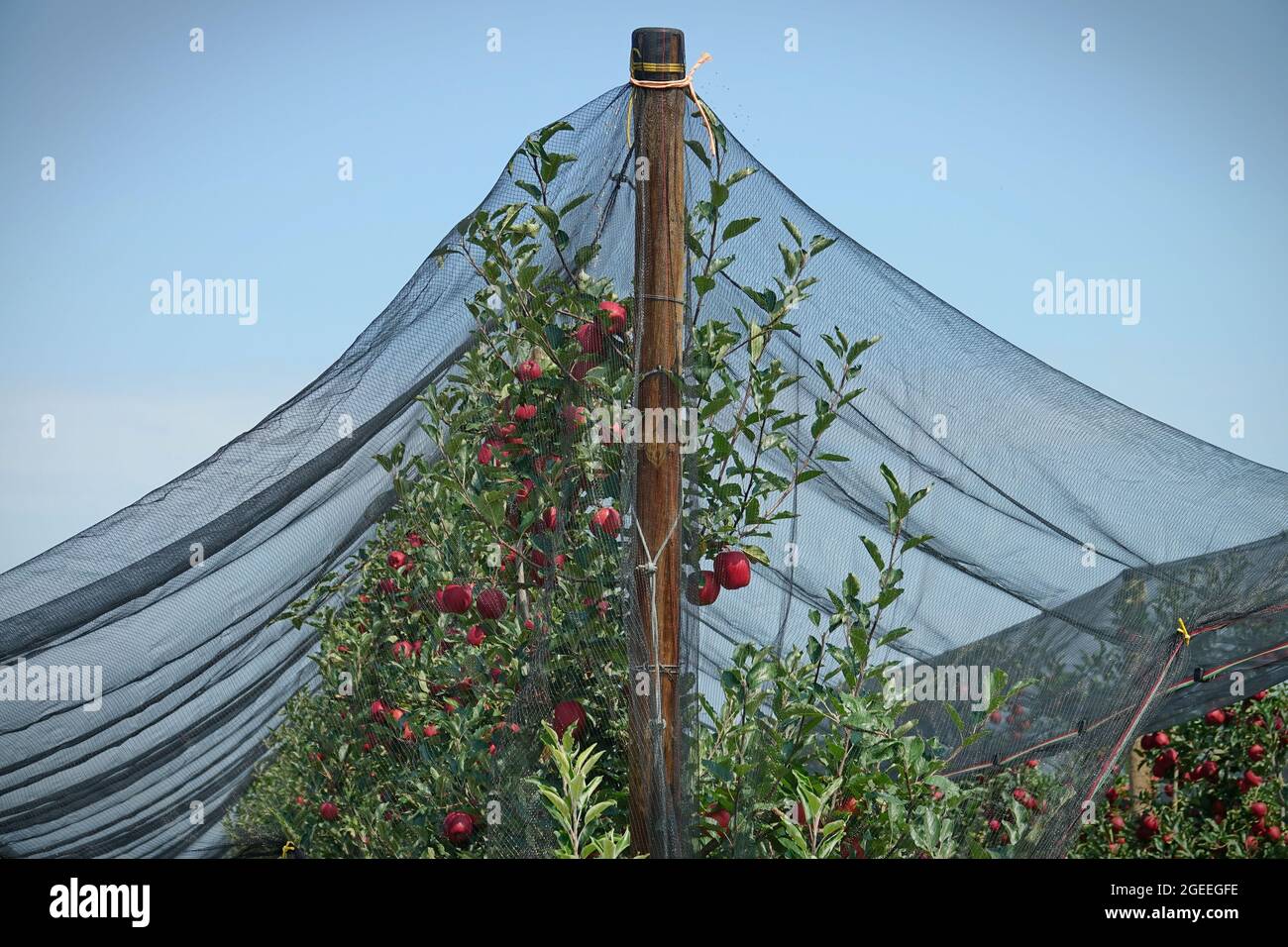 Anti-Hagelnetz-Schutz für Obst. Apfelgarten in Italien Stockfoto