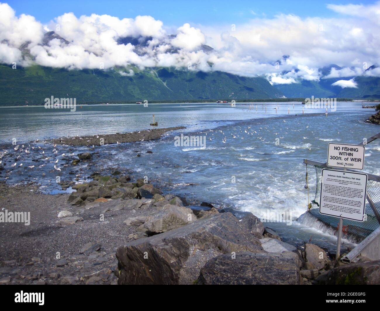 Neben dem Fischweir der Solomon Gulch Fish Hatchery in Valdez, Alaska, nutzen Möwen den Fischverkehr. Stockfoto