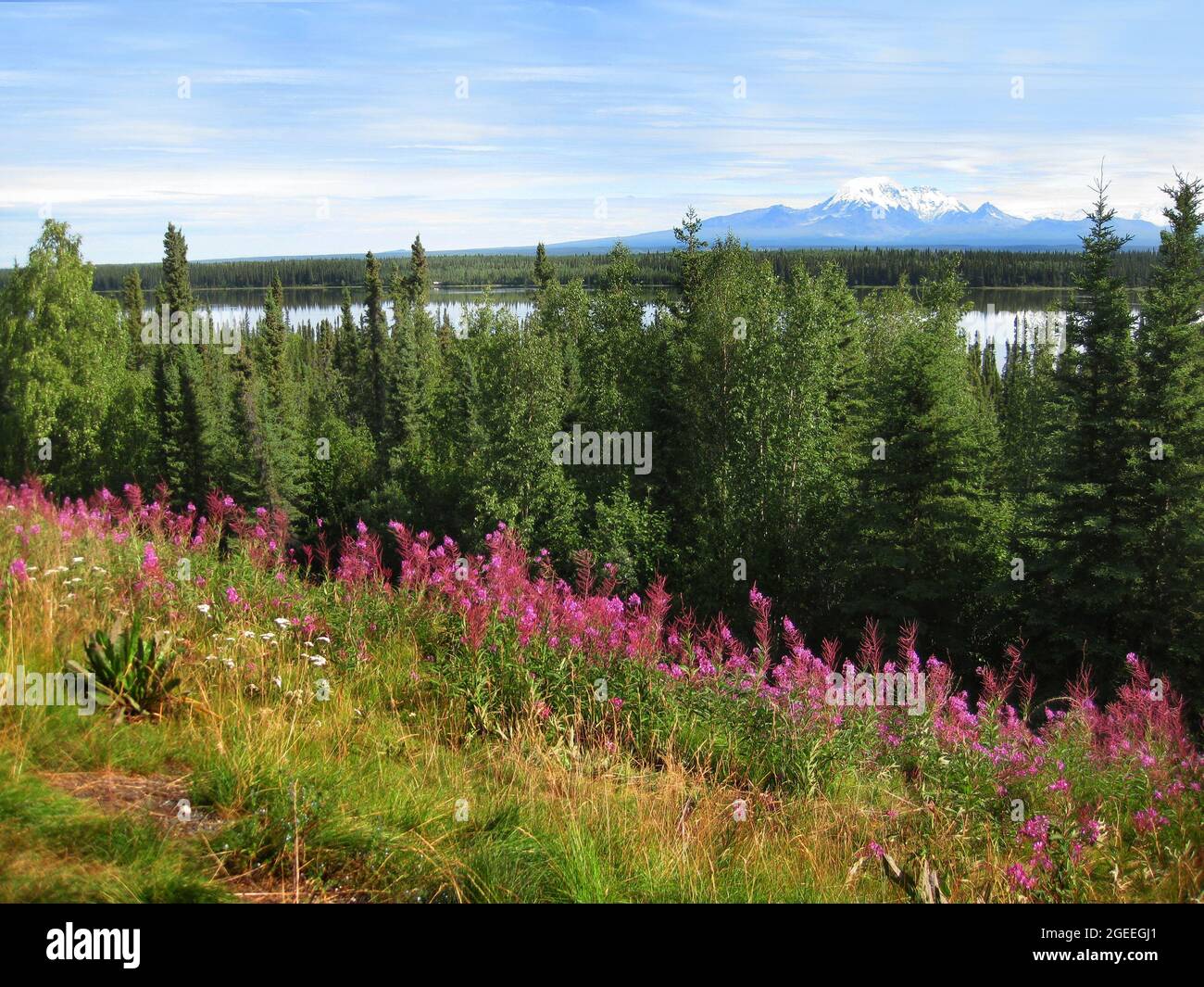 Wunderschöne aussicht auf den schneebedeckten Mount Drum und Willow Lake in Alaska. Bäume und blühende rosa Wildblumen vor dem See. Stockfoto