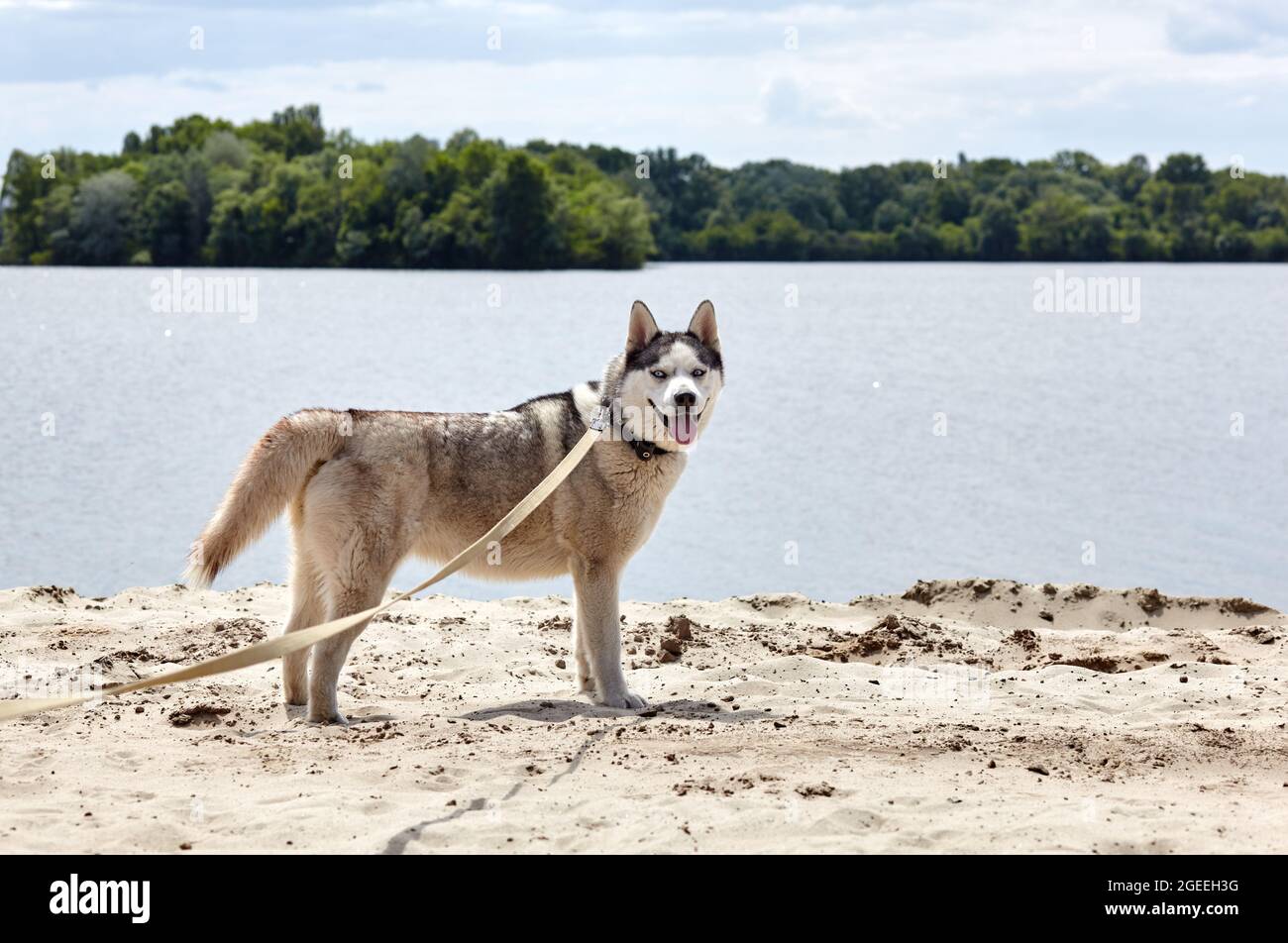 Sibirischer Husky am Strand. Husky Hund auf Naturwanderung Stockfoto