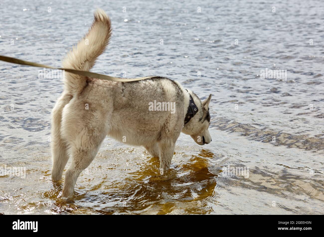 Sibirischer Husky im Wasser. Husky Hund auf Naturwanderung Stockfoto
