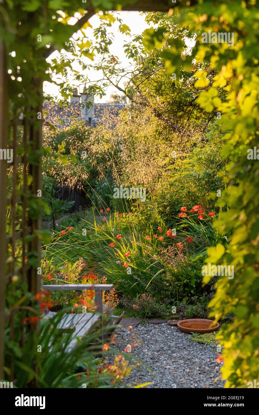 Gartensitzbereich für die späte Nachmittag- und Abendsonne - hintergrundbeleuchteter Stipa-Gigantea, Krokosmie und goldener Hopfen, der über einem Holzbogen wächst - Großbritannien Stockfoto