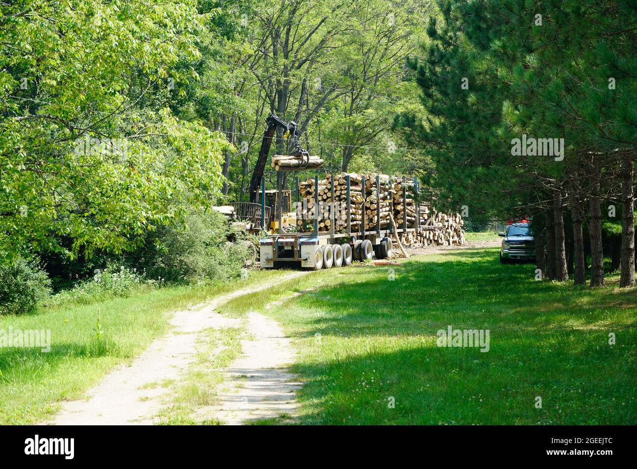 Protokollierungsvorgänge im Wald Stockfoto