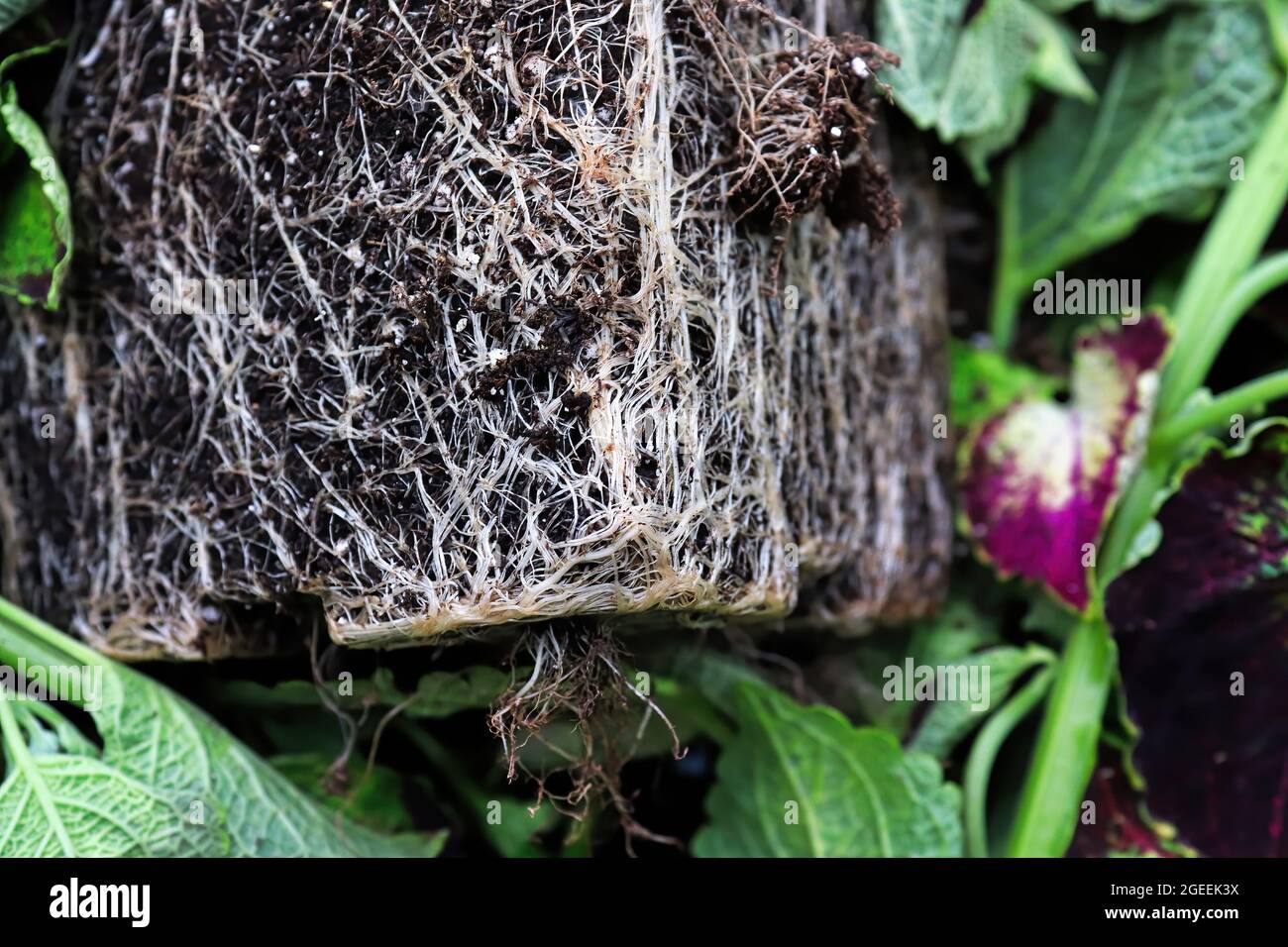 Die quadratische Topfform der Wurzeln in einer wurzelgebundenen Pflanze Stockfoto