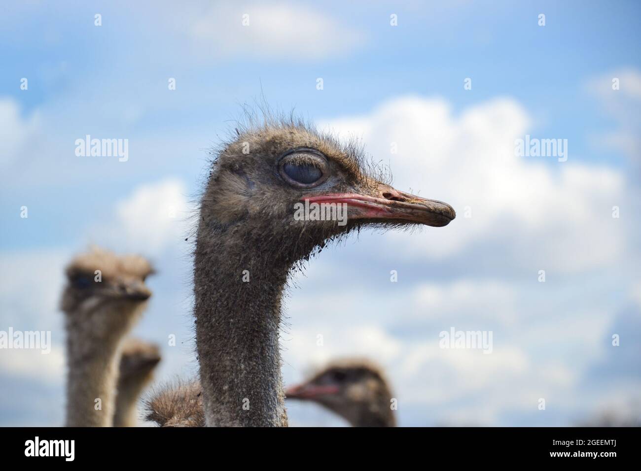 Der Kopf des Straußes auf dem Bauernhof. Stockfoto