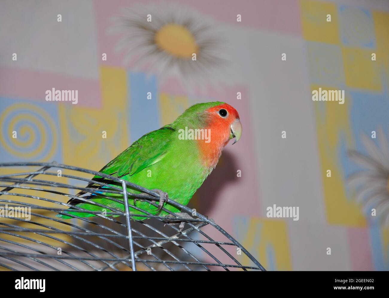 Der Papagei Agapornis sitzt auf einem Käfig Stockfoto