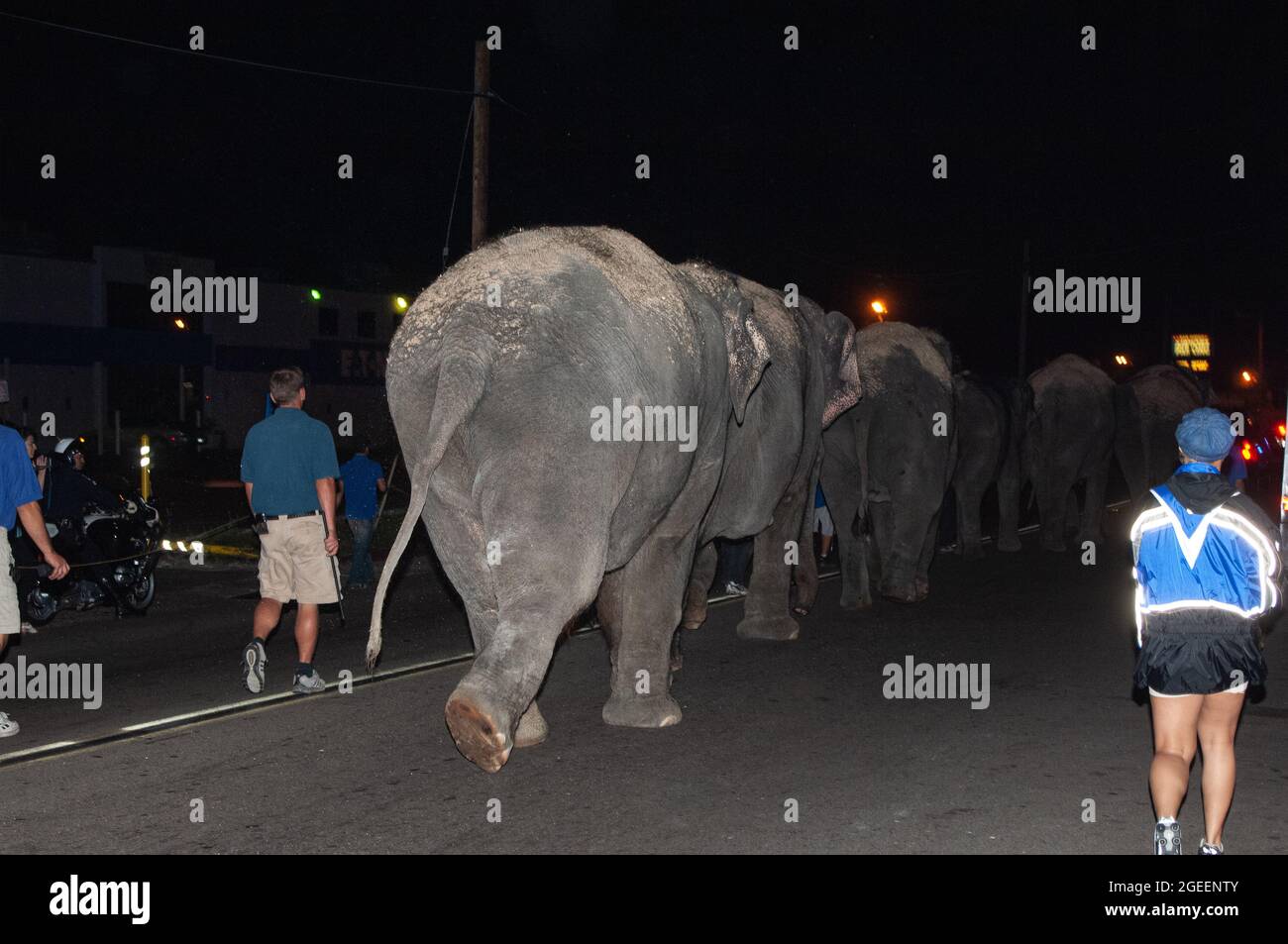 Ringling Bros. Und Barnum & Bailey Elefanten laufen nach dem Aussteigen aus dem Zug in San Diego, Kalifornien, zur Show-Location Stockfoto