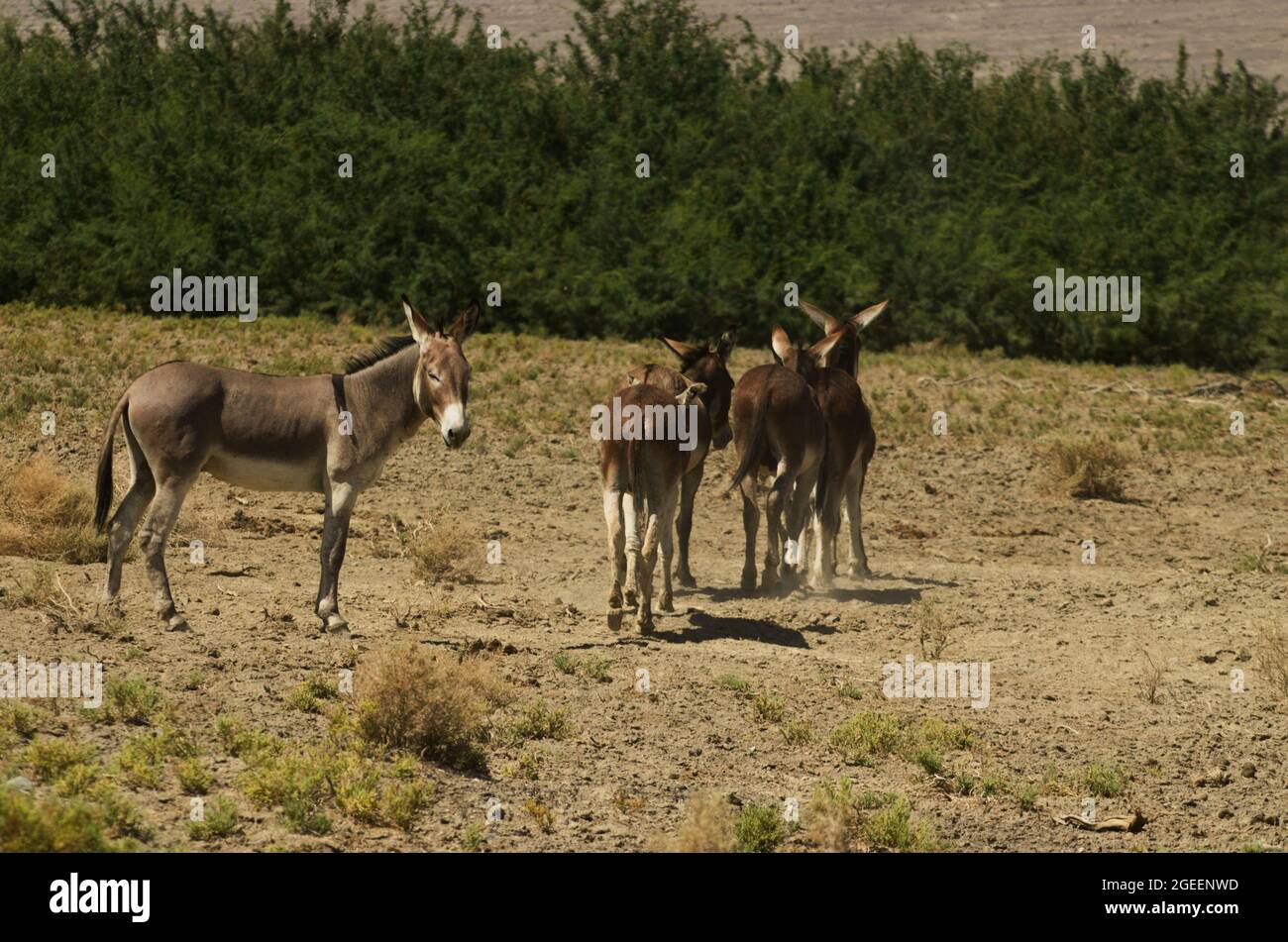 Wüste in der Nähe des Death Valley California mit einer Rudel wilder Burros oder Maultiere, die weg gehen, mit einem Blick zurück auf Sie. Leben in einem rauen Klima. Stockfoto