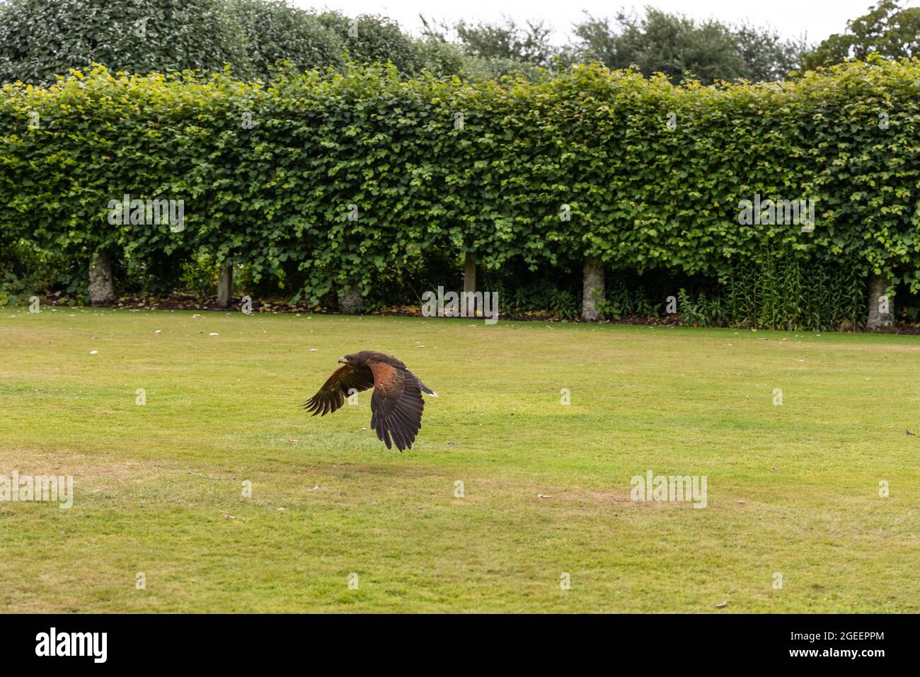 Harris Hawk, ein buschiger Falke im Flug. Tierwelt Tierszene aus der Natur. Fliegender Greifvogel. Wildtierszene aus der schottischen Natur. Stockfoto