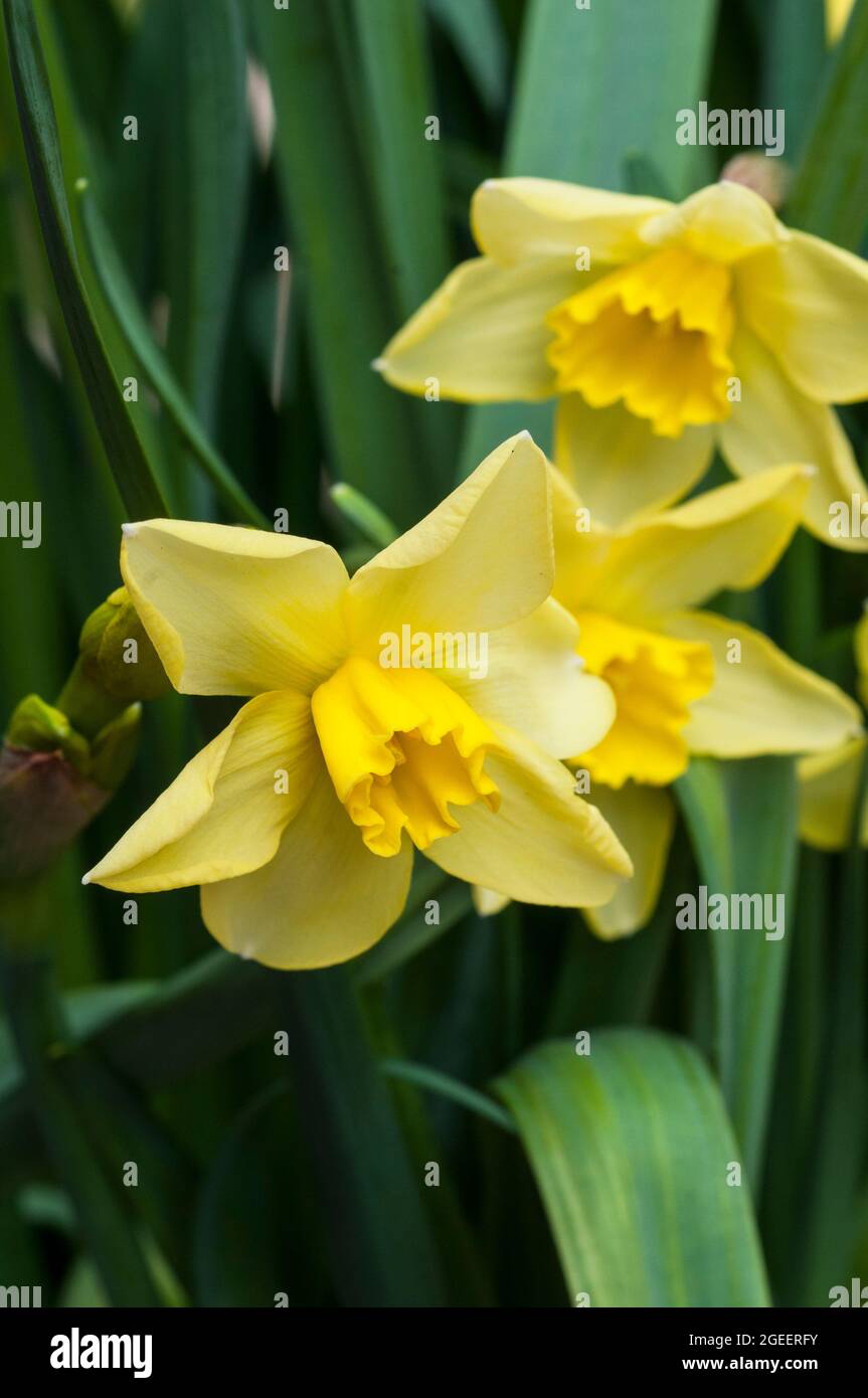 Nahaufnahme der Narcissus Pipit im Frühjahr. Narcissus Pipit ist eine Zitrone und gelbe Division 7Jonquilla Narzissen die Tassen können zu Creme verblassen, während sie reift Stockfoto