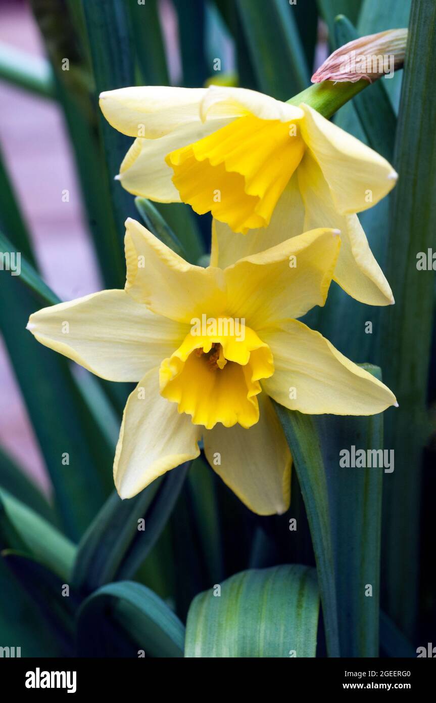 Nahaufnahme der Narcissus Pipit im Frühjahr. Narcissus Pipit ist eine Zitrone und gelbe Division 7Jonquilla Narzissen die Tassen können zu Creme verblassen, während sie reift Stockfoto