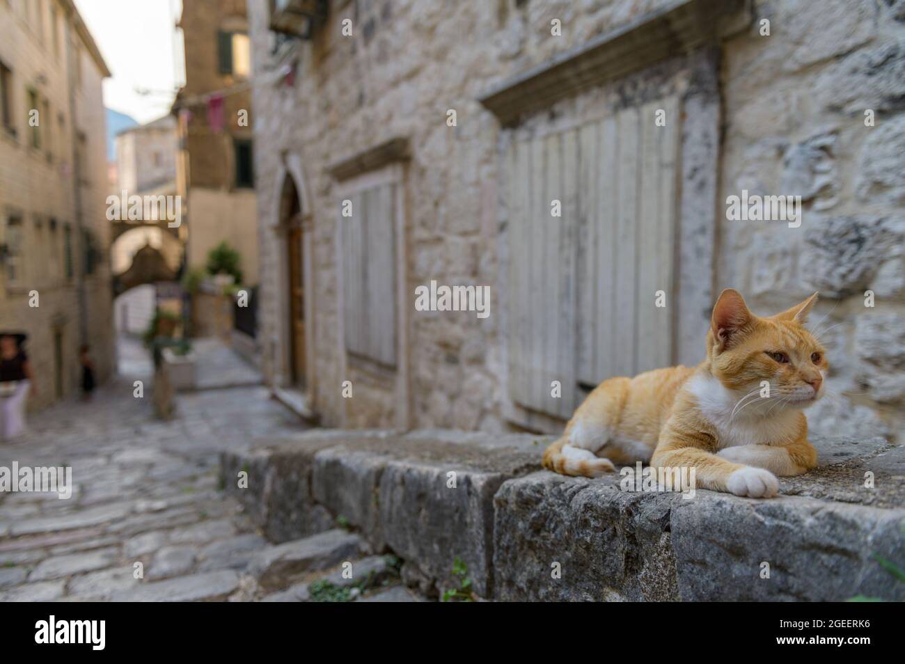 Eine Katze, die auf dem Bürgersteig in der Altstadt von Kotor, Montenegro, sitzt Stockfoto