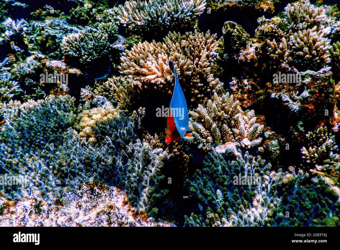 Hahnenfisch (Chaetodon Larvatus) Korallenfisch, tropische Gewässer, Meeresleben Stockfoto