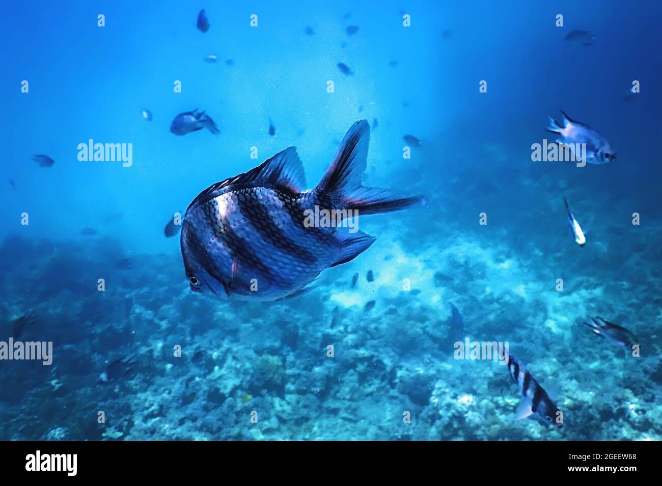 Scissortail Sergeant fish (Abudefduf sexfasciatus) striptailed damegoistic Unterwasser, tropische Gewässer, Meeresleben Stockfoto