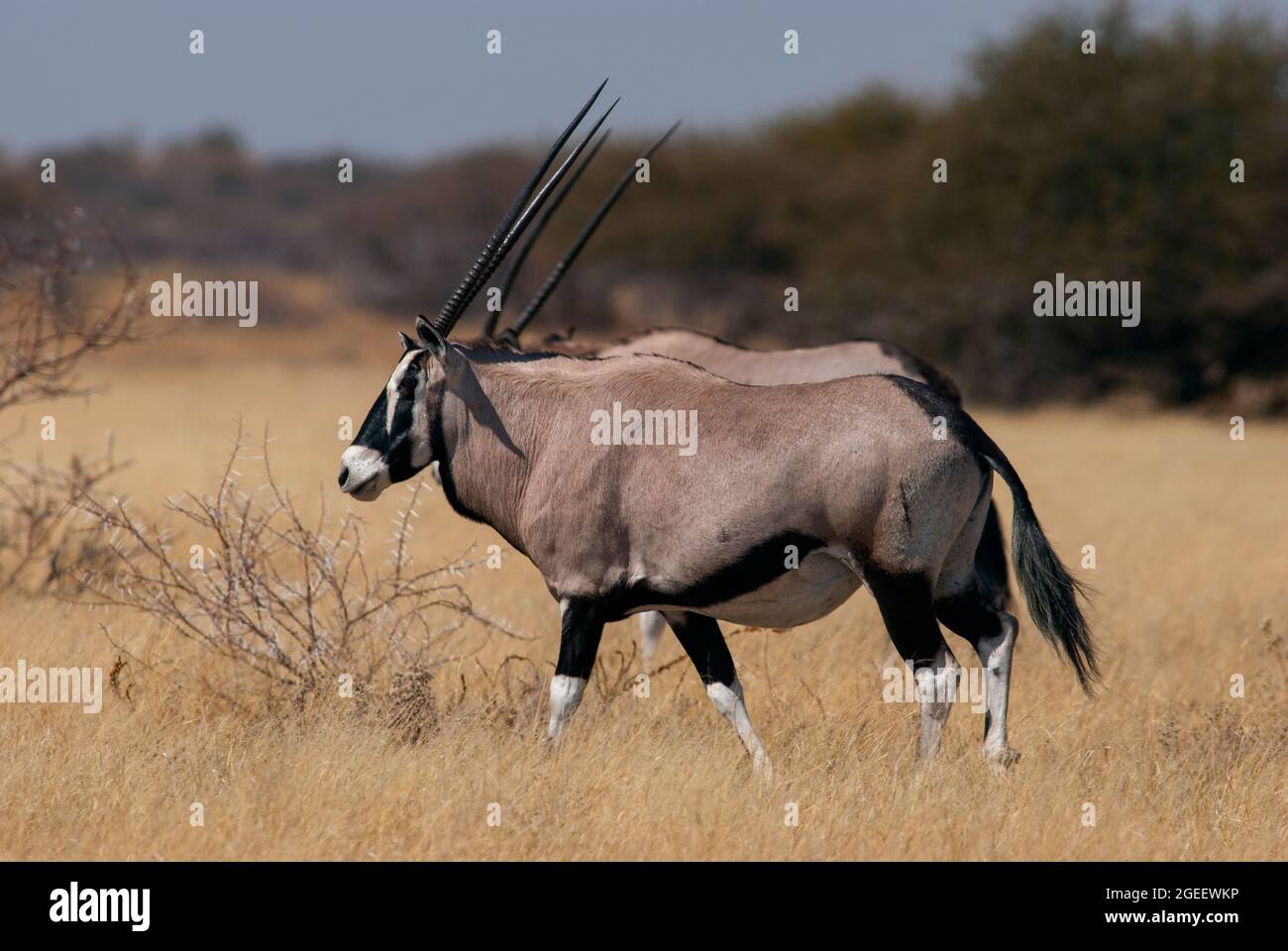 Gemsbok- oder Orix-Antilopenherde auf den Ebenen des Central Kalahari Game Reserve, Botswana Stockfoto