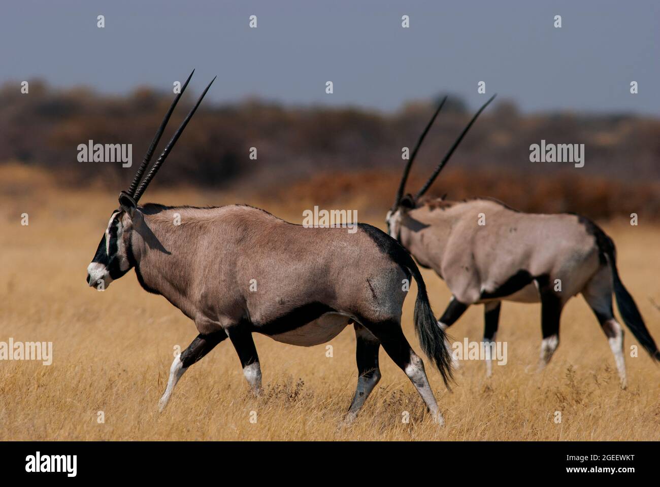 Gemsbok- oder Orix-Antilopenherde auf den Ebenen des Central Kalahari Game Reserve, Botswana Stockfoto