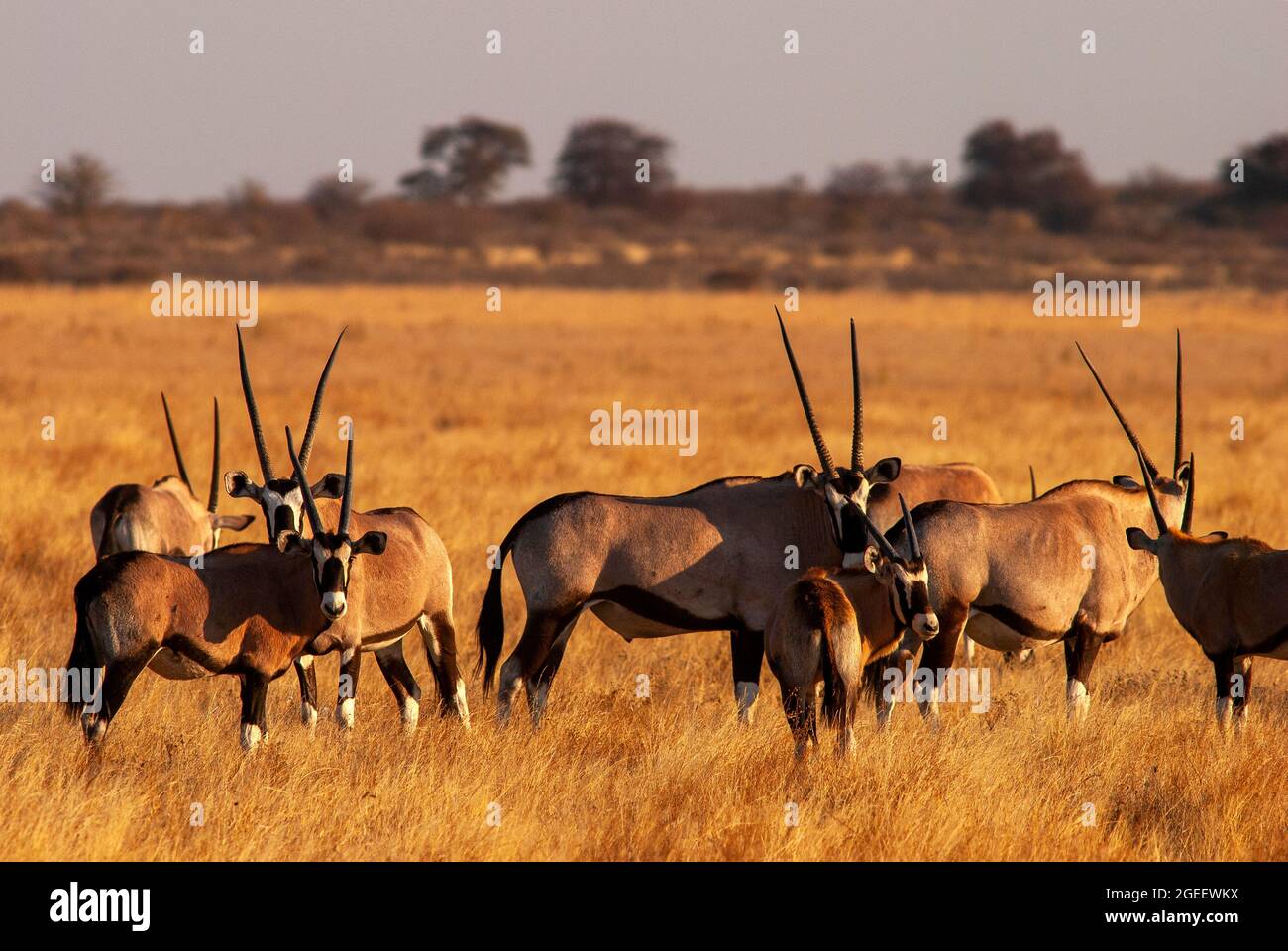 Gemsbok- oder Orix-Antilopenherde auf den Ebenen des Central Kalahari Game Reserve, Botswana Stockfoto