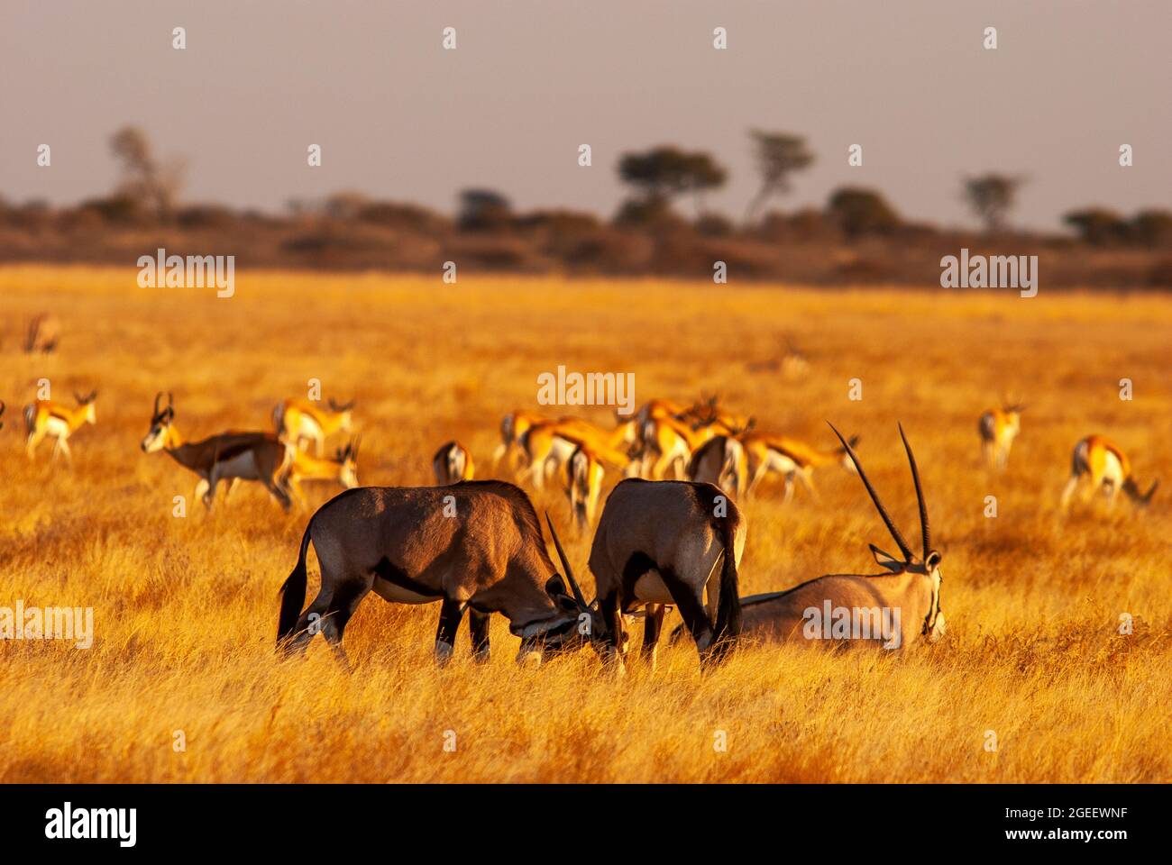 Gemsbok- oder Orix-Antilopenherde auf den Ebenen des Central Kalahari Game Reserve, Botswana Stockfoto