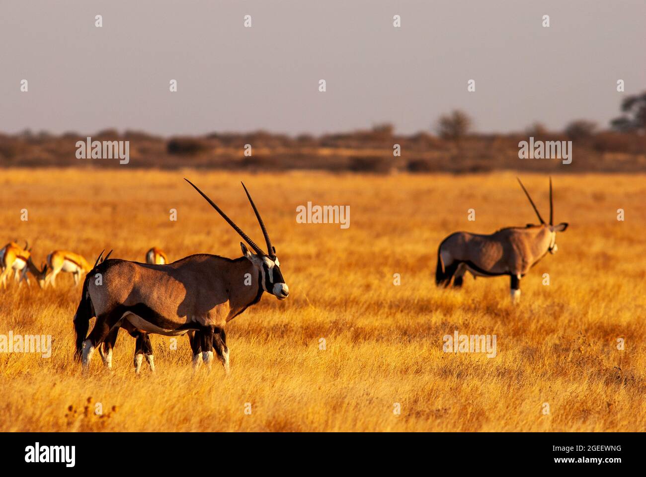 Gemsbok- oder Orix-Antilopenherde auf den Ebenen des Central Kalahari Game Reserve, Botswana Stockfoto