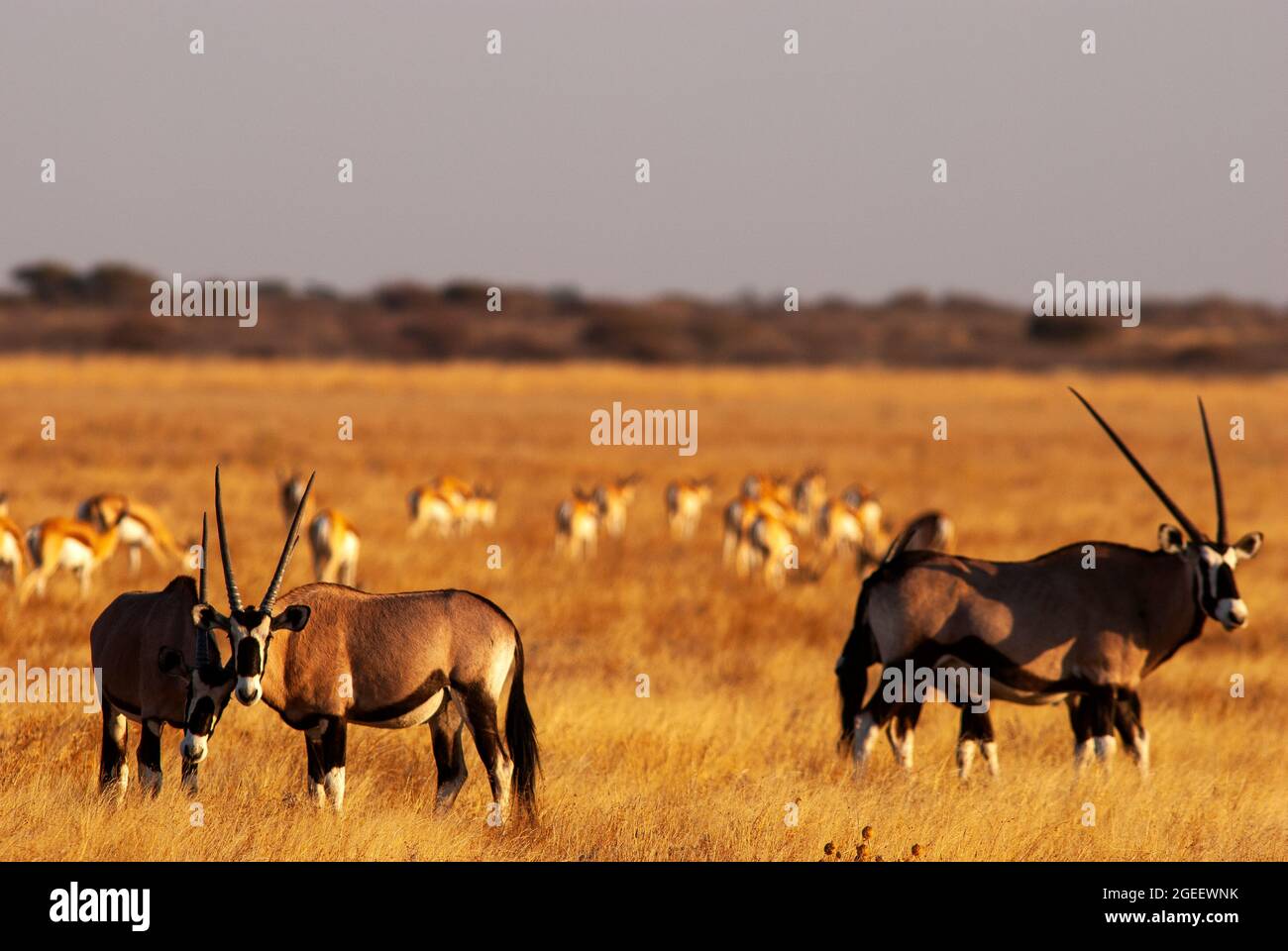 Gemsbok- oder Orix-Antilopenherde auf den Ebenen des Central Kalahari Game Reserve, Botswana Stockfoto