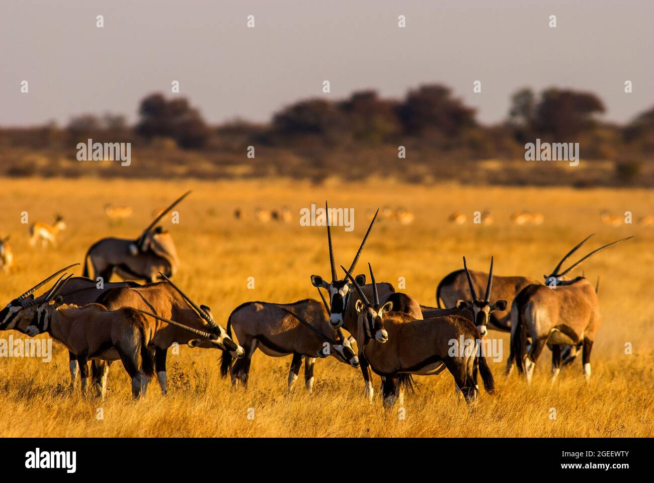 Gemsbok- oder Orix-Antilopenherde auf den Ebenen des Central Kalahari Game Reserve, Botswana Stockfoto