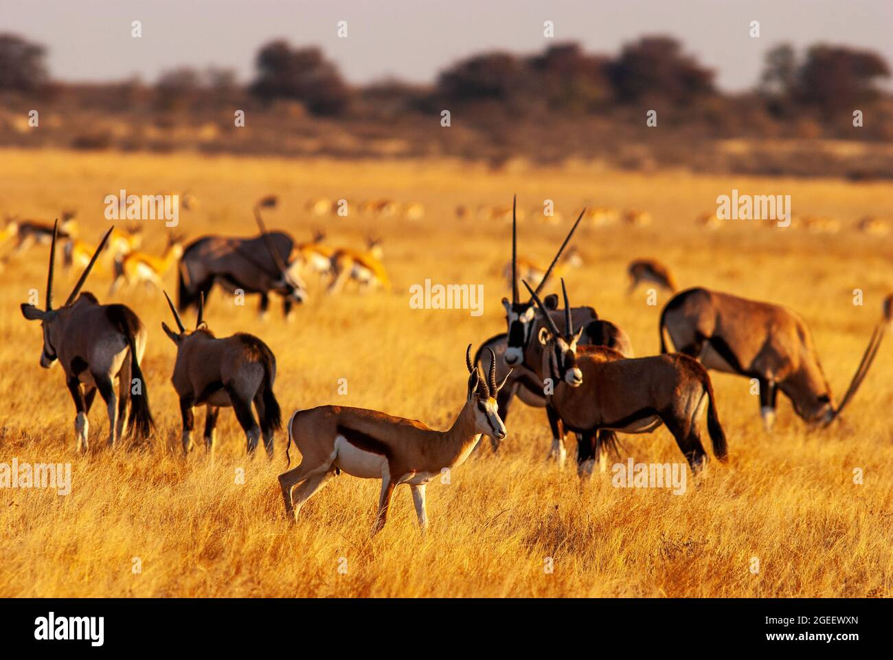 Gemsbok- oder Orix-Antilopenherde auf den Ebenen des Central Kalahari Game Reserve, Botswana Stockfoto