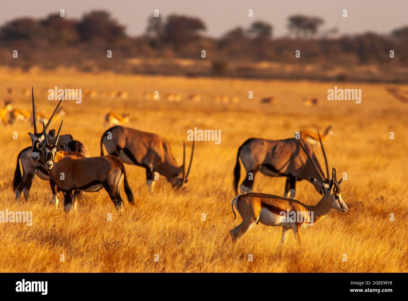 Gemsbok- oder Orix-Antilopenherde auf den Ebenen des Central Kalahari Game Reserve, Botswana Stockfoto