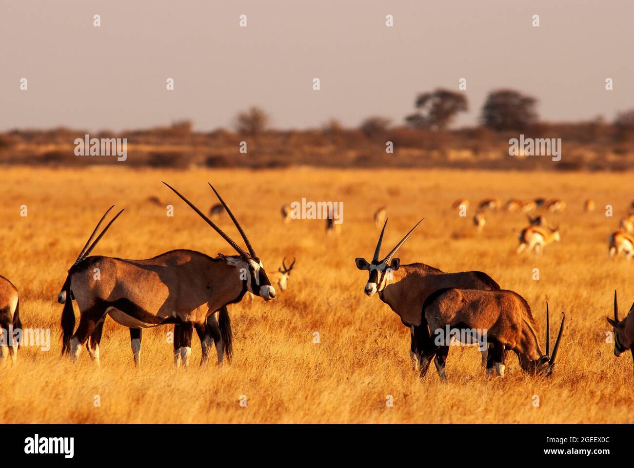 Gemsbok- oder Orix-Antilopenherde auf den Ebenen des Central Kalahari Game Reserve, Botswana Stockfoto