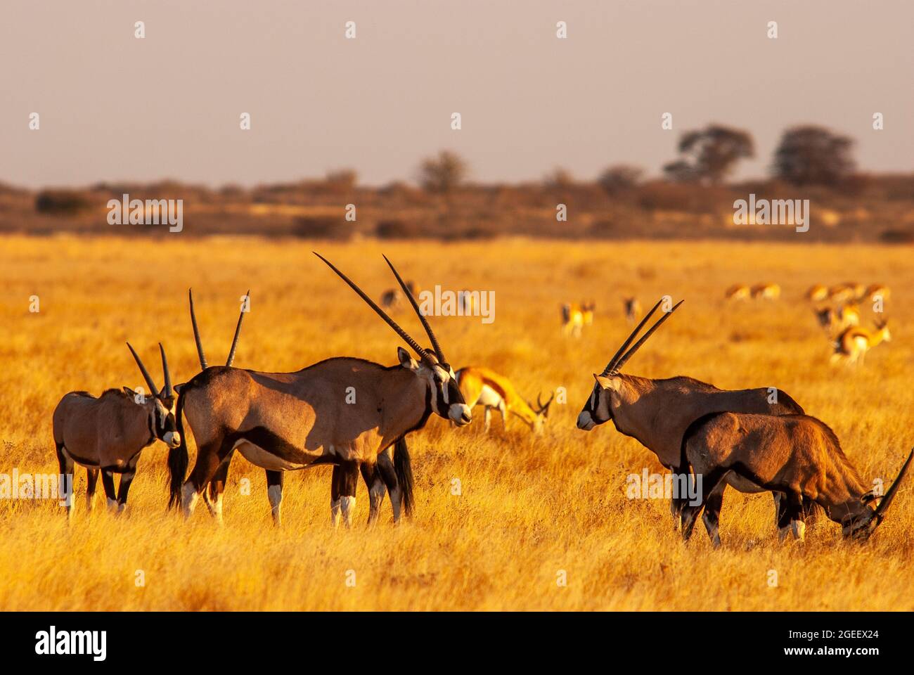 Gemsbok- oder Orix-Antilopenherde auf den Ebenen des Central Kalahari Game Reserve, Botswana Stockfoto