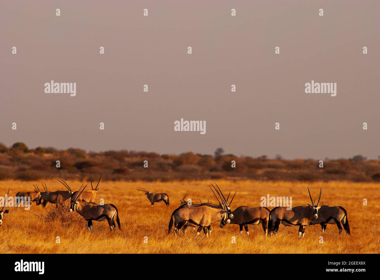 Gemsbok- oder Orix-Antilopenherde auf den Ebenen des Central Kalahari Game Reserve, Botswana Stockfoto