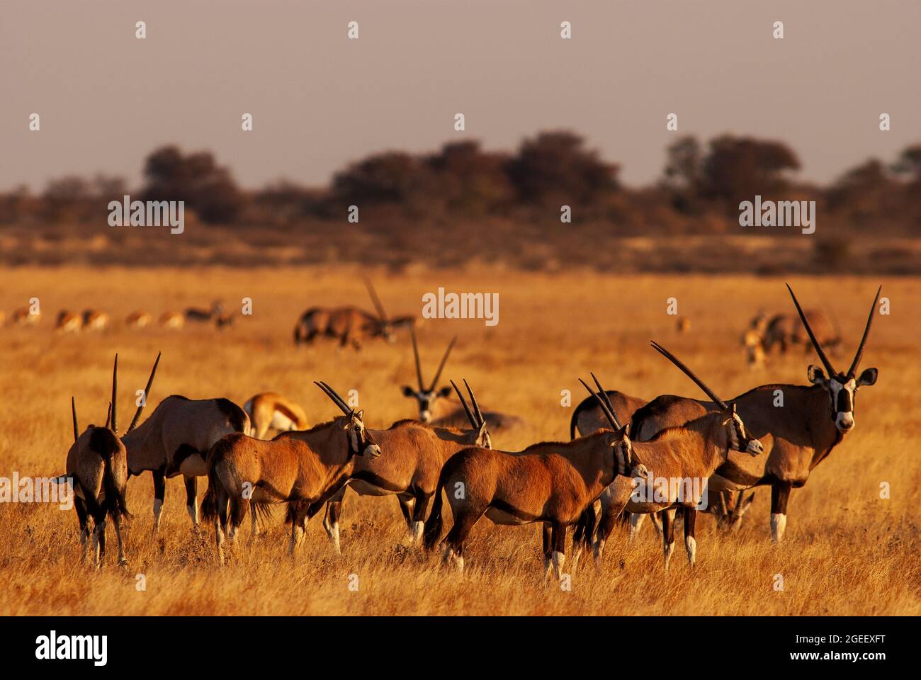 Gemsbok- oder Orix-Antilopenherde auf den Ebenen des Central Kalahari Game Reserve, Botswana Stockfoto