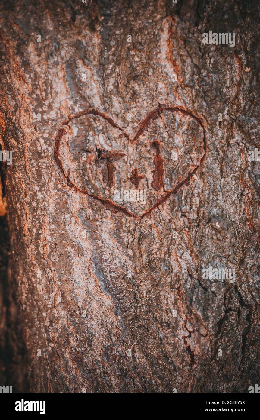 Nahaufnahme von Initialen im Herzen, die auf den Baum geschnitzt wurden Stockfoto