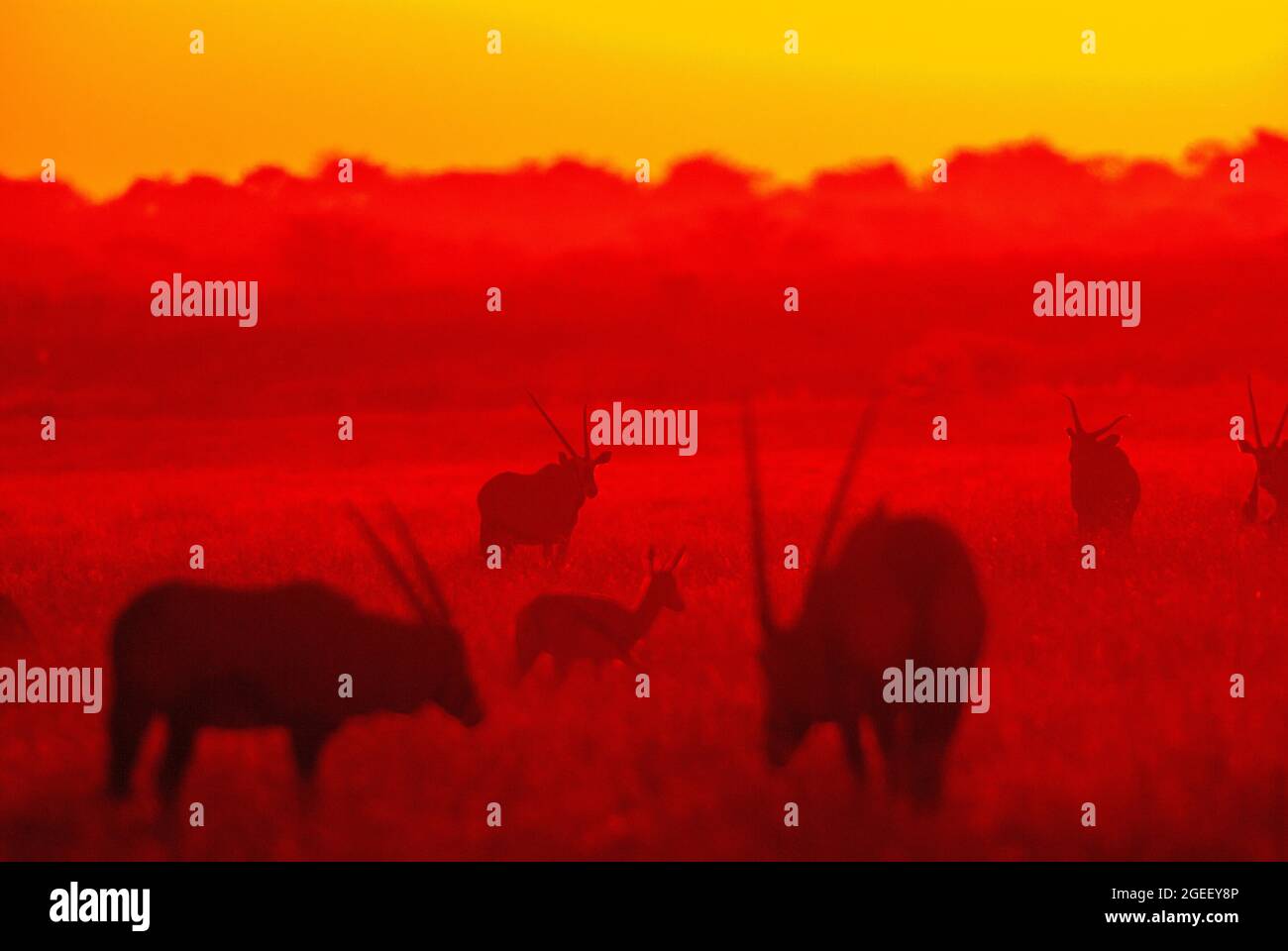 Gemsbok- oder Orix-Antilope bei Sonnenuntergang auf der Ebene des Central Kalahari Game Reserve, Botswana Stockfoto