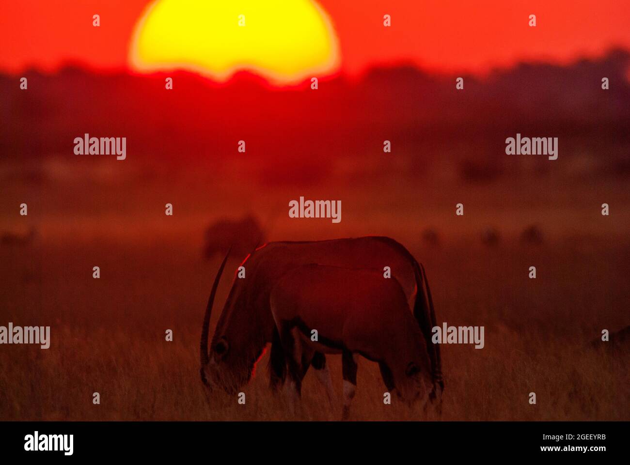 Gemsbok- oder Orix-Antilope bei Sonnenuntergang, Central Kalahari Game Reserve, Botswana Stockfoto