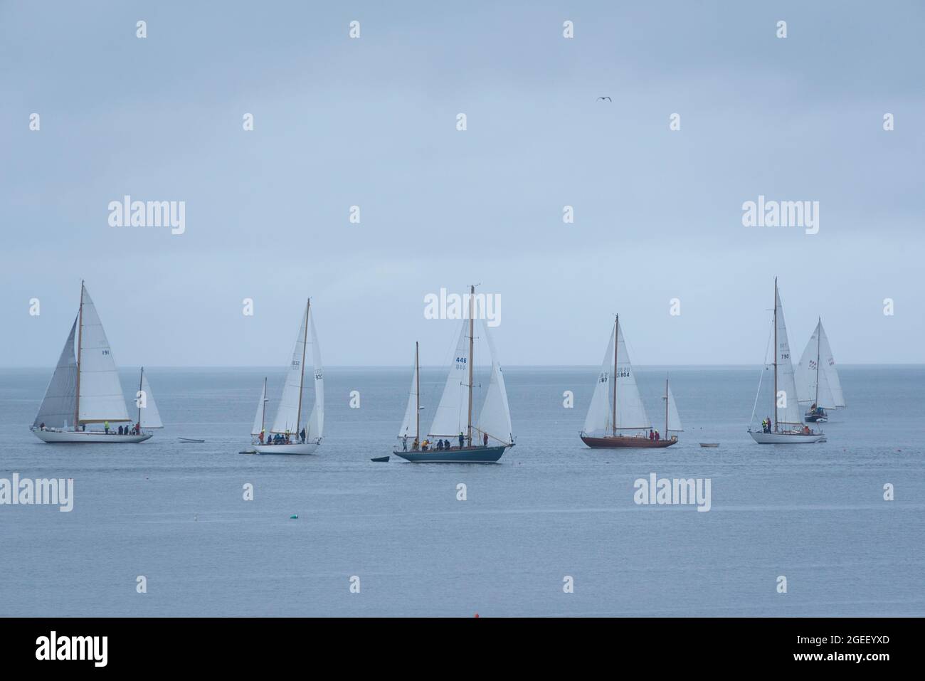 Yachts Racing, Castine, Maine, USA Stockfoto