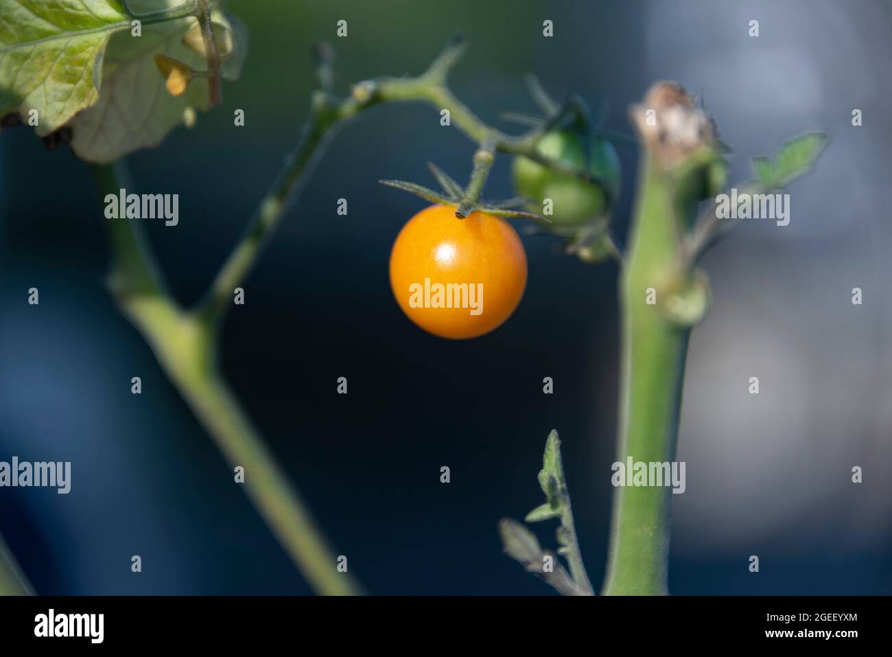 Gelbe Babytomate auf der Rebe Stockfoto