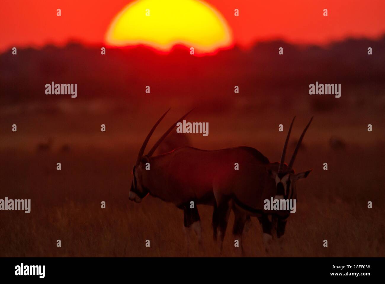 Gemsbok- oder Orix-Antilope bei Sonnenuntergang, Central Kalahari Game Reserve, Botswana Stockfoto