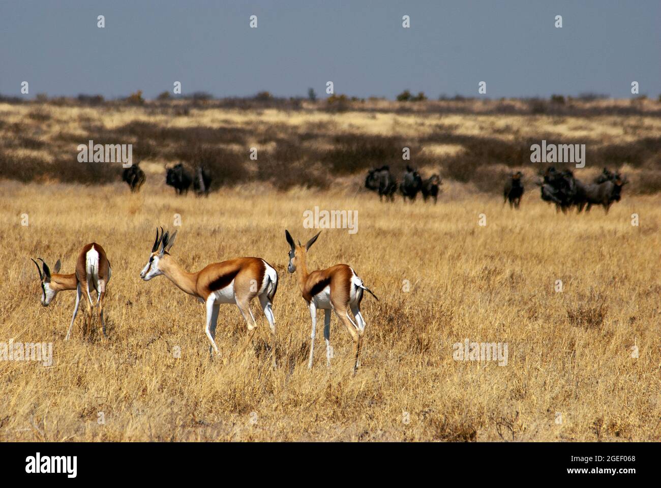 Springboks auf den Ebenen des Central Kalahari Game Reserve, Botswana Stockfoto