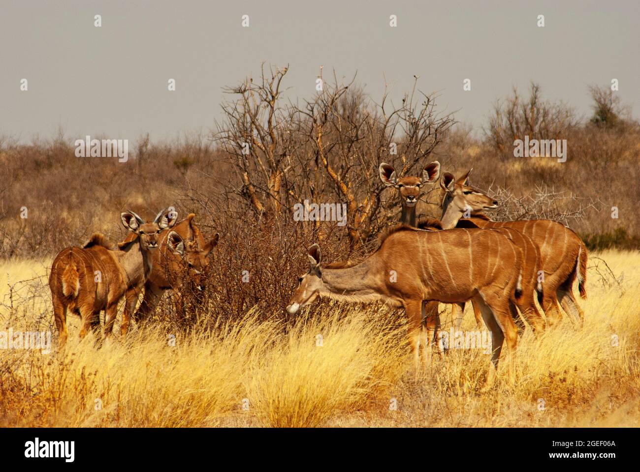 Kudu-Antilope auf den Ebenen des Central Kalahari Game Reserve, Botswana Stockfoto