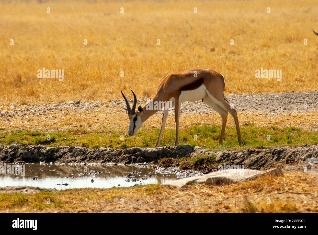 Springbok trinkt am Wasserloch, Central Kalahari Game Reserve, Botswana Stockfoto