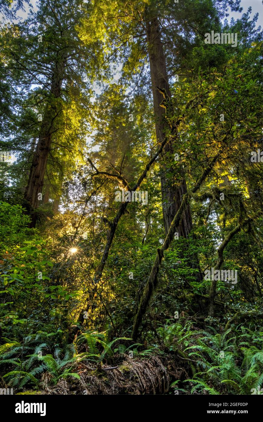 Ahorn- und Redwood-Bäume mit Hintergrundbeleuchtung im üppigen Lady Bird Johnson Grove, Redwood National Park, Kalifornien. Stockfoto